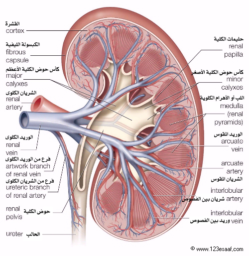 كيف يتم تثبيت الكليتان في التجويف البطني فسيولوجيا الكلية Kidney physiology