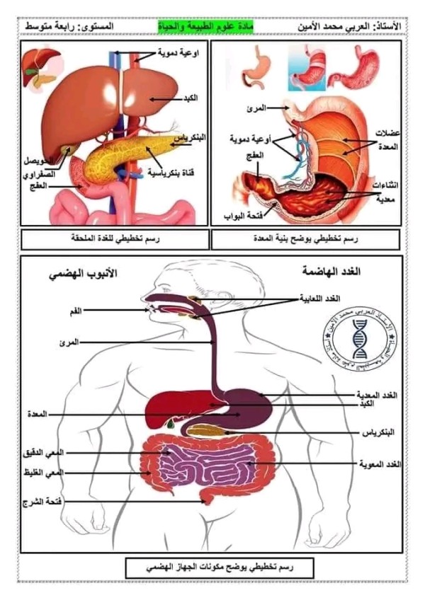 ملخصات دروس العلوم الطبيعية للسنة الرابعة متوسط 2023 2024 الفصل الأول ملخصات علوم طبيعية 4 متوسط