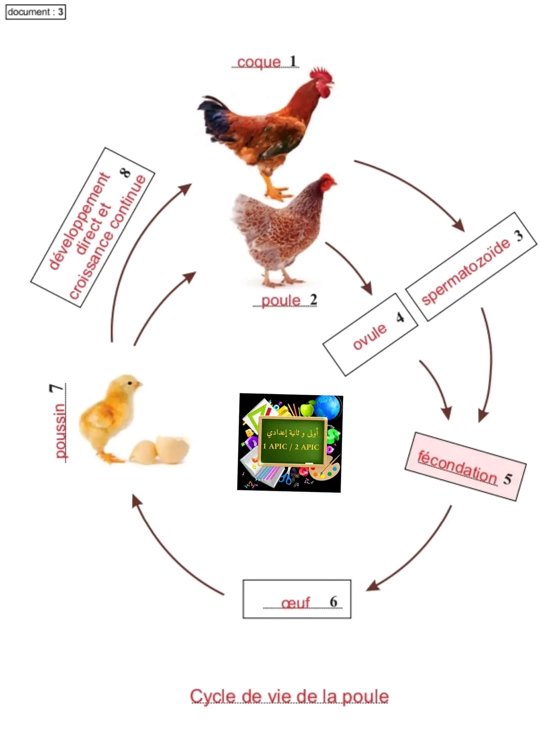 ملخص درس دورات الحياة في الحيوانات علوم ثانية اعدادي Les cycles de vie chez les animaux الدجاج