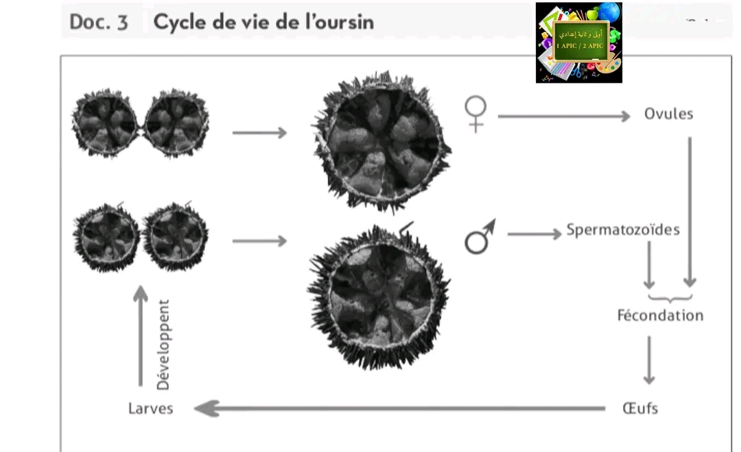 ملخص درس دورات الحياة في الحيوانات علوم ثانية اعدادي Les cycles de vie chez les animaux ملخص دورة الحياة عند حيوان قنفذ البحر L'oursin