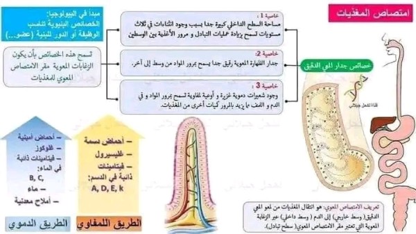 ملخصات مقطع التغذية عند الانسان السنة الرابعة متوسط العلوم الطبيعية ملخص المقطع الأول مقطع التغذية عند الانسان