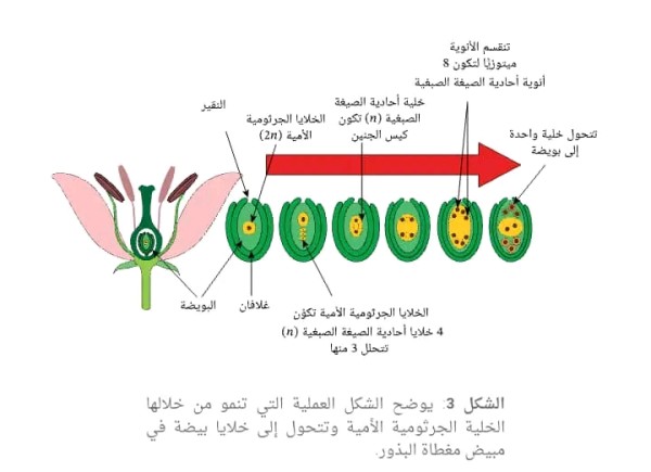 بحث حول الإخصاب وتكون الثمار والبذور في النباتات