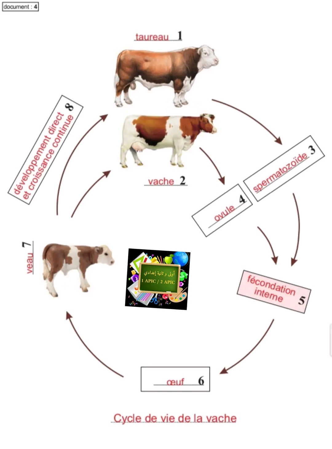 ملخص درس دورات الحياة في الحيوانات علوم ثانية اعدادي Les cycles de vie chez les animaux ملخص دورة الحياة عند حيوان البقرة - الثور La vache - le taureau