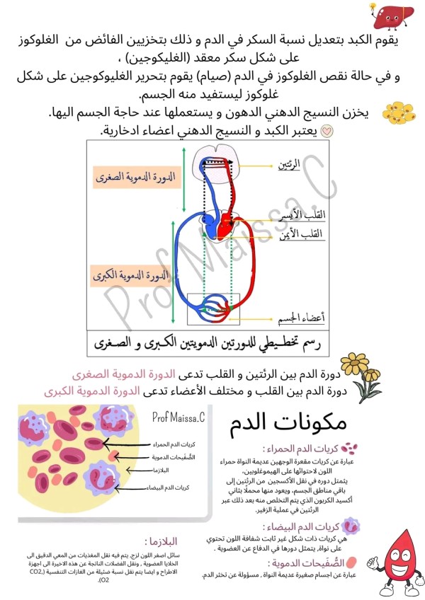 تحضير درس نقل المغديات للسنة 4 الرابعة متوسط