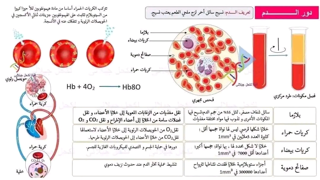 ملخص آليات الهضم 4 متوسط ملخص مقطع التغذية عند الإنسان للسنة الرّابعة متوسط علوم طبيعية