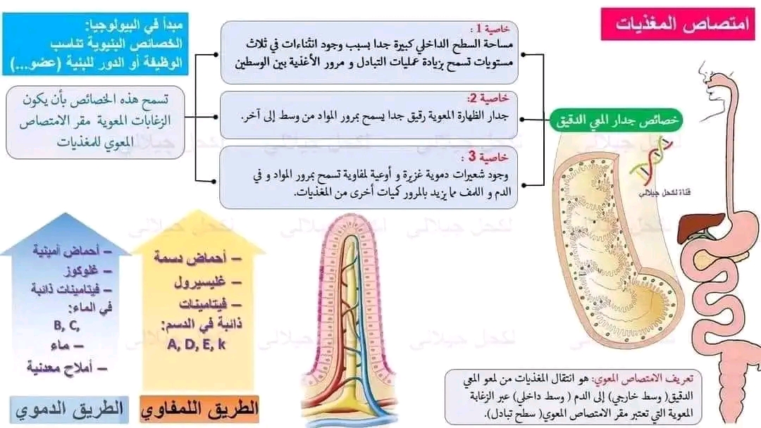 ملخص آليات الهضم 4 متوسط ملخص مقطع التغذية عند الإنسان للسنة الرّابعة متوسط علوم طبيعية