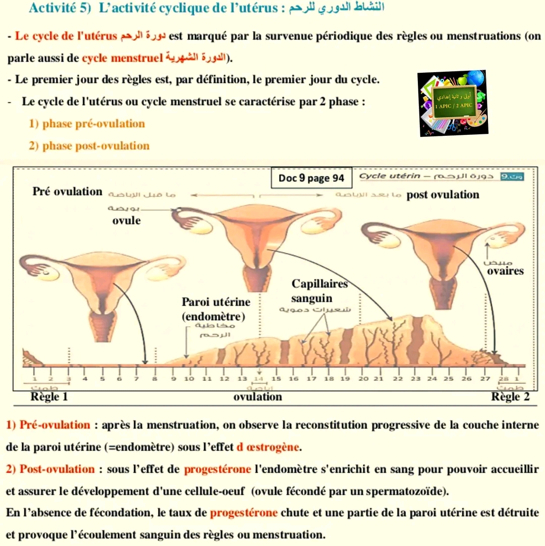 تحضير درس: التوالد عند الإنسان  Cours : la reproduction Chez l'homme علوم ثانية اعدادي