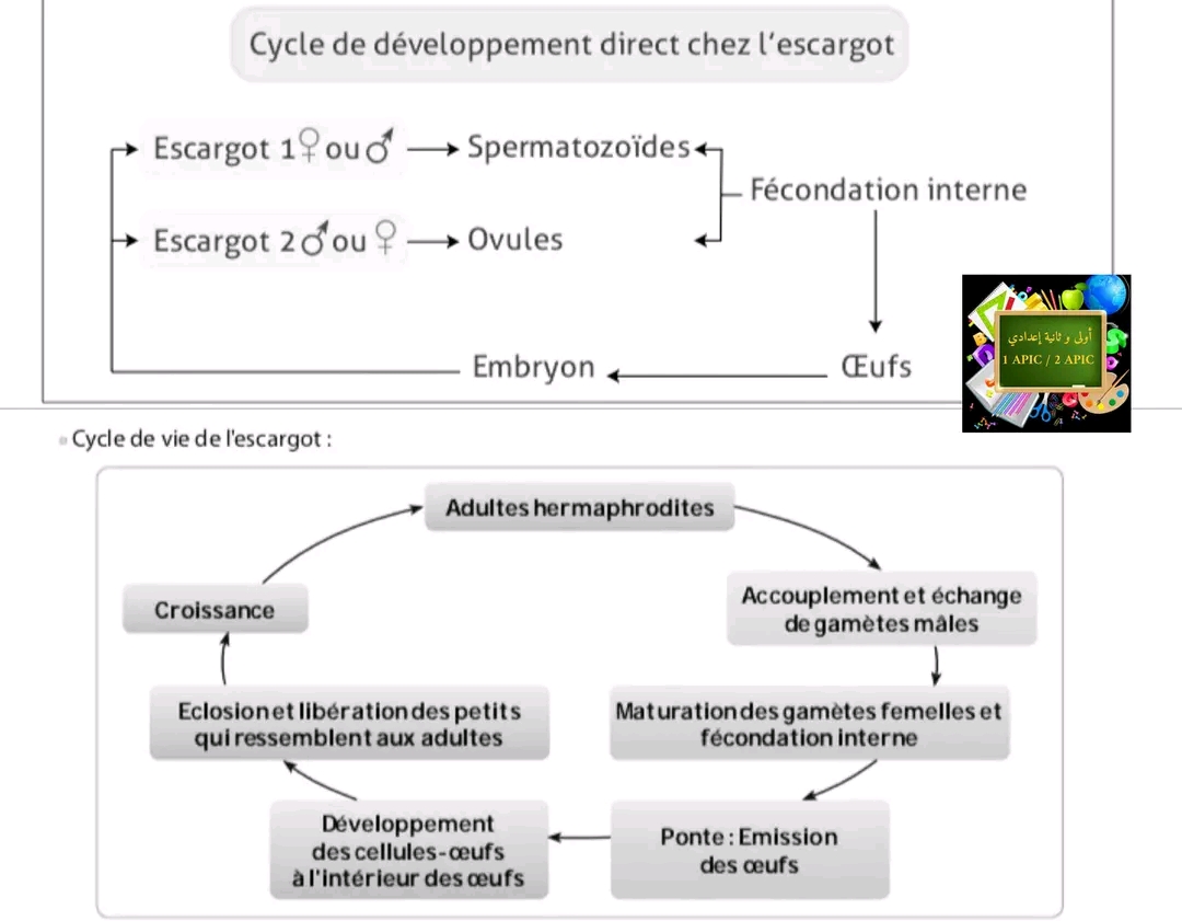 ملخص درس دورات الحياة في الحيوانات علوم ثانية اعدادي Les cycles de vie chez les animauxملخص دورة الحياة عند حيوان الحلزون L'escargot