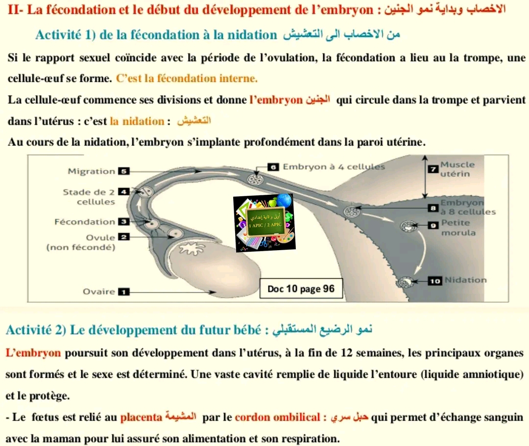 ملخص تحضير درس: التوالد عند الإنسان  Cours : la reproduction Chez l'homme علوم ثانية اعدادي  الاخصاب وبدايه نمو الجنين