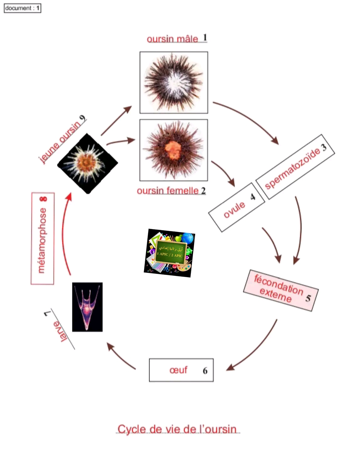 ملخص دورة الحياة عند حيوان أبو شوكة l'épinocheملخص درس دورات الحياة في الحيوانات علوم ثانية اعدادي Les cycles de vie chez les animaux