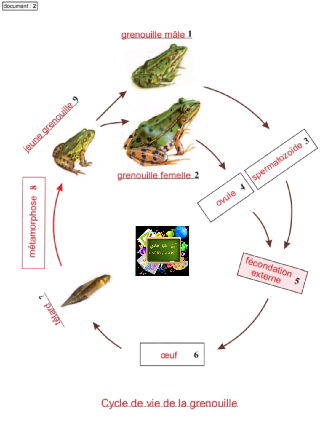 ملخص درس دورات الحياة في الحيوانات علوم ثانية اعدادي Les cycles de vie chez les animaux الضفدع