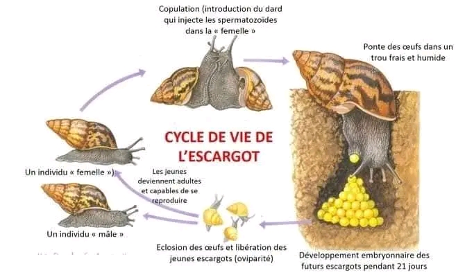 ملخص دورة الحياة عند حيوان بيريس La piéride ملخص درس دورات الحياة في الحيوانات علوم ثانية اعدادي Les cycles de vie chez les animaux