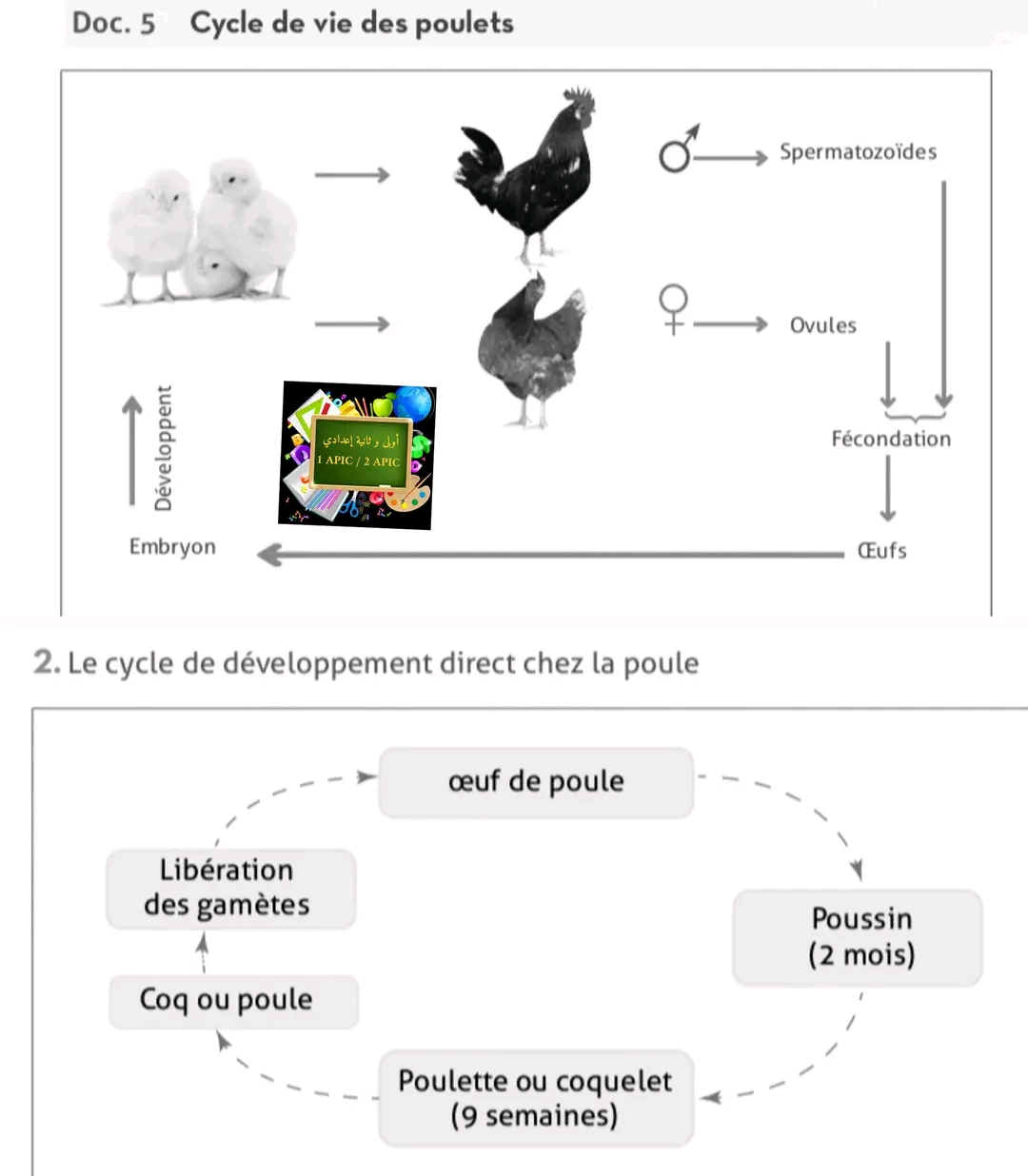 ملخص دورة الحياة عند حيوان الدجاجة - القواقع La poule - le coque ملخص درس دورات الحياة في الحيوانات علوم ثانية اعدادي Les cycles de vie chez les animaux