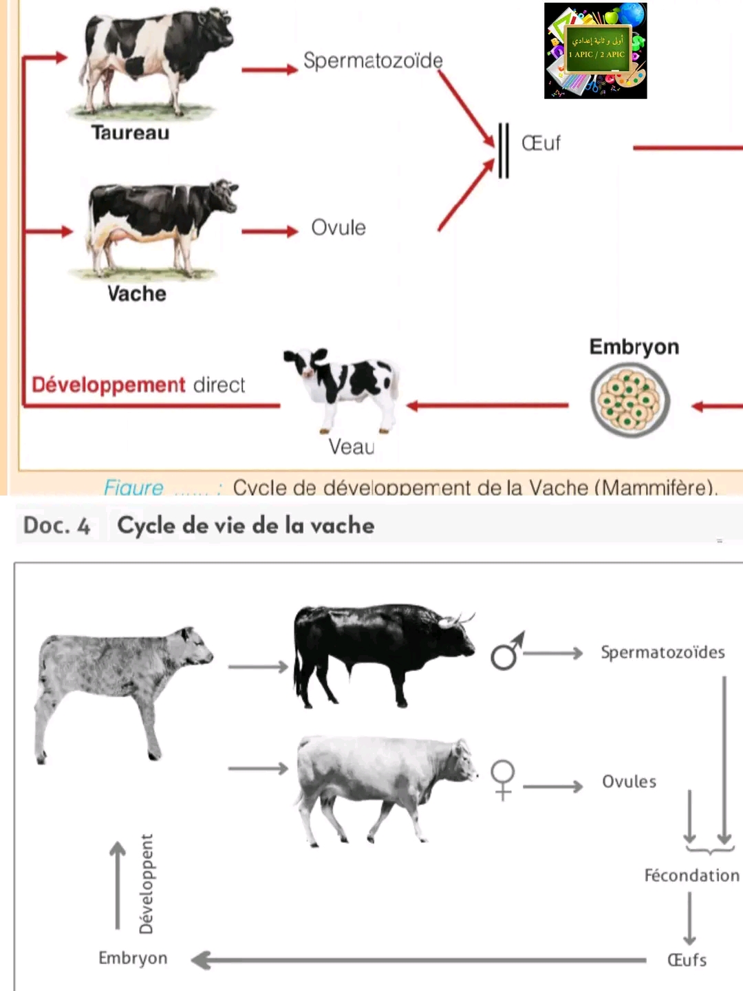 ملخص درس دورات الحياة في الحيوانات علوم ثانية اعدادي Les cycles de vie chez les animaux