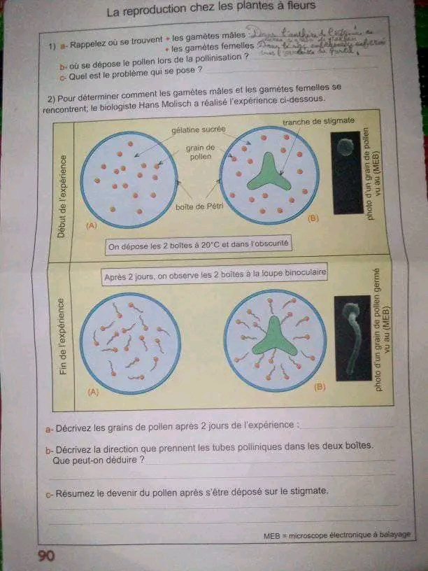 #علوم_ثانية_اعدادي_2apic     cahier des svt page 90 _ 91     page 90   1)   a/     +les gamètes mâles : les gamètes mâles se trouvent dans les grains de pollen     +les gamètes femelles : les gamètes femelles se trouvent dans les ovaires     b/   Lors de la pollinisation, le pollen se dépose sur les stigmates du pistil     c/   Comment les gamètes mâles peuvent-ils rencontrer les gamètes femelles ?     2)     a/   Les grains de pollen germent : ils émettent un tube appelé : le tube pollinique.     b/     + Dans la boîte (A), les tubes polliniques se dirigent dans toutes les directions.     + Dans la boîte (B), tous les tubes polliniques se dirigent vers le stigmate. Donc ce dernier libère des produits qui orientent les tubes polliniques (phénomène de chimiotactisme positif).     c/     Lorsque le grain de pollen arrive sur le stigmate, il germe et un tube pollinique se forme en direction du stigmate.     page 91   3)   a/  Comme le tube pollinique contient les gamètes mâles, on peut supposer que ce dernier conduit les gamètes mâles jusqu'aux ovules.     b/  + indiquez comment les grains de pollen, peuvent-is atteindre les ovules. Testez l'hypothèse.     Après le dépôt des grains de pollen sur les stigmates du pistil, ces derniers germent et forment un tube qui renferme les gamètes mâles. Le tube s'enfonce dans le stigmate, puis dans le style pour atteindre un des ovules de l'ovaire. Quand le tube atteint l'ovule, il libère un des deux anthérozoïdes qui s'unit avec le gamète femelle (oosphère) et donne un œuf : l'hypothèse est donc validé.     + quel est le phénomène qui se produit dans la zone A ?     Le phénomène qui se produit dans la zone A est : LA FÉCONDATION.     4)     Le pollen étant tombé sur le stigmate, va germer et développer un tube pollinique qui transporte les anthérozoïdes (gamètes mâles) jusqu'aux oosphères (gamètes femelles) où il déverse un des deux anthérozoïdes qui fusionne avec le gamète femelle.   Ainsi, l’oosphère est fécondé et se transforme en graine et l'ovaire en fruit.