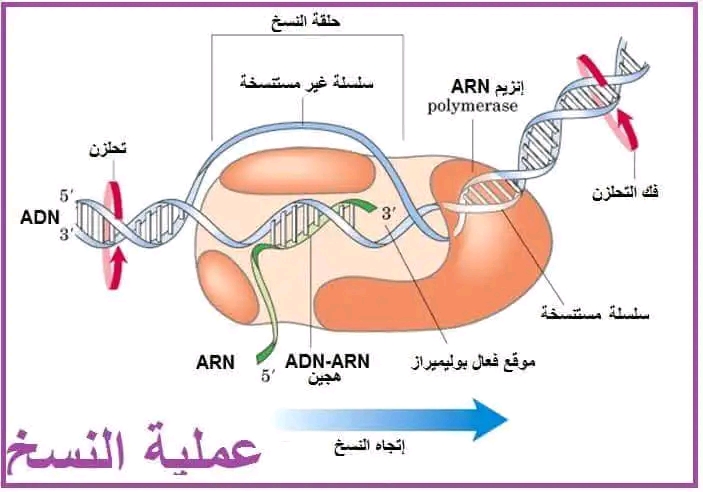 نص علمي مراحل عملية الإستنساخ والعناصر المتدخلة فيها