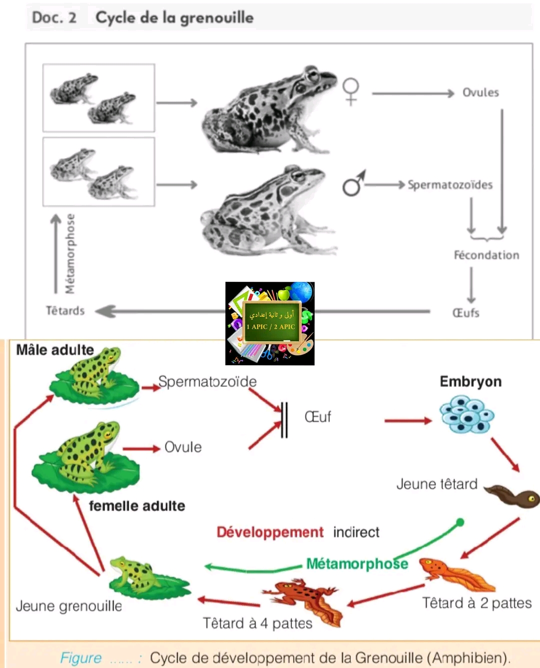 ملخص دورة الحياة عند حيوان الضفدعة La grenouilleملخص درس دورات الحياة في الحيوانات علوم ثانية اعدادي Les cycles de vie chez les animaux