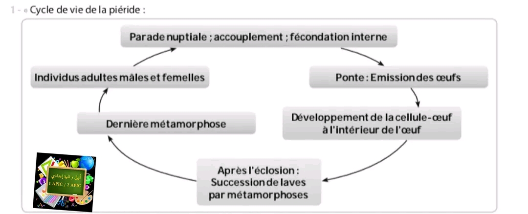 ملخص دورة الحياة عند حيوان أبو شوكة l'épinoche ملخص درس دورات الحياة في الحيوانات علوم ثانية اعدادي Les cycles de vie chez les animaux