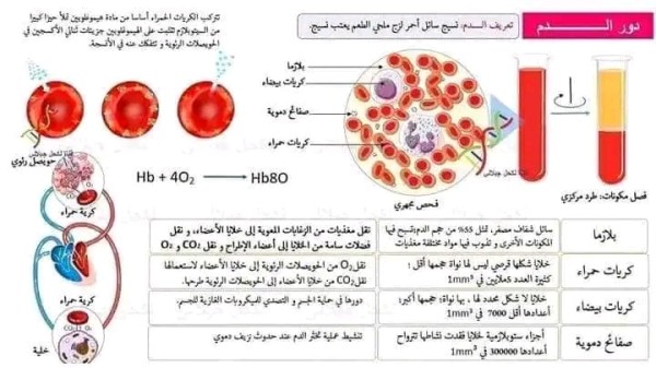 ملخصات مقطع التغذية عند الانسان السنة الرابعة متوسط العلوم الطبيعية ملخص المقطع الأول مقطع التغذية عند الانسان