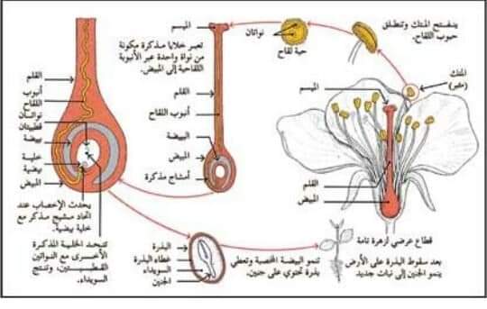 ملخص شرح درس التكاثر الجنسي في النباتات الزهرية