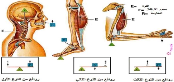 انواع الروافع في جسم الإنسان وأهميتها