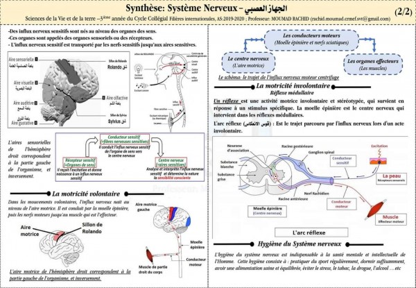 ملخصات دروس svt الثالثة اعدادي الدورة الثانية بالفرنسية    ملخصات دروس مادة علوم الحياة والأرض السنة الثالثة إعدادي خيار فرنسية  الجهاز العصبي